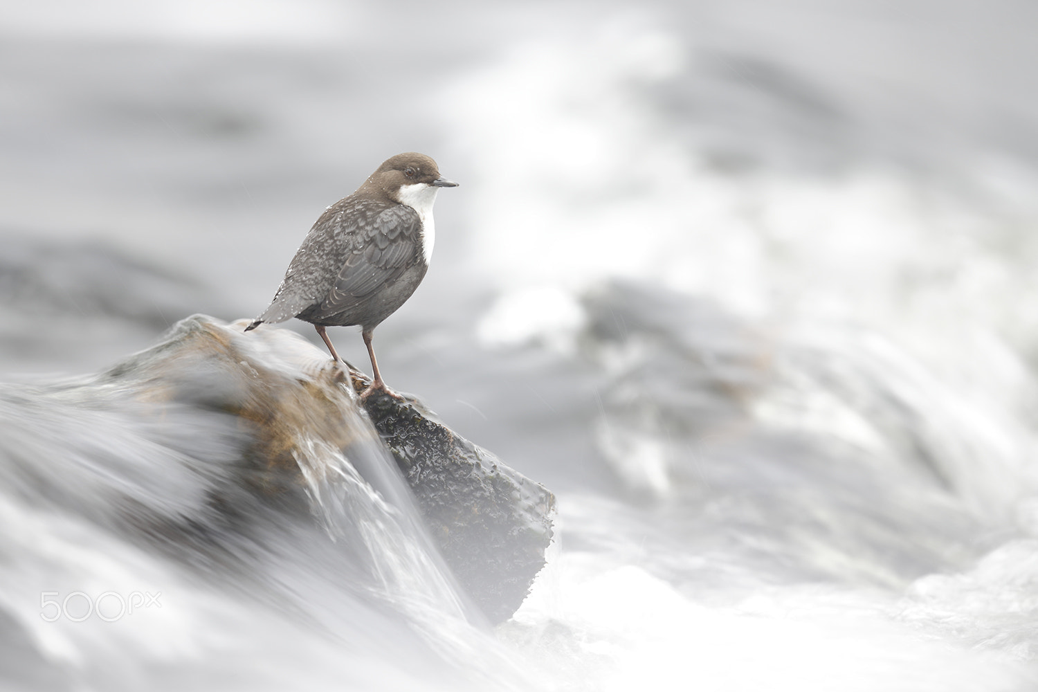 Canon EF 500mm F4L IS II USM sample photo. Dipper photography