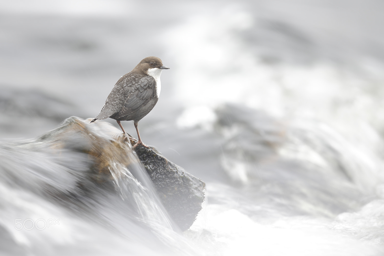 Canon EOS-1D X + Canon EF 500mm F4L IS II USM sample photo. Dipper photography