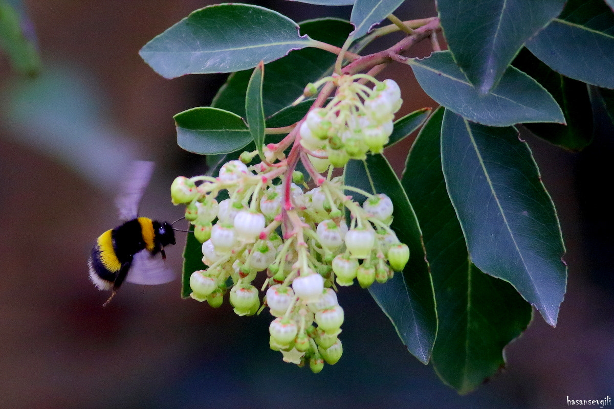 Canon EF 400mm F5.6L USM sample photo. Bombus photography