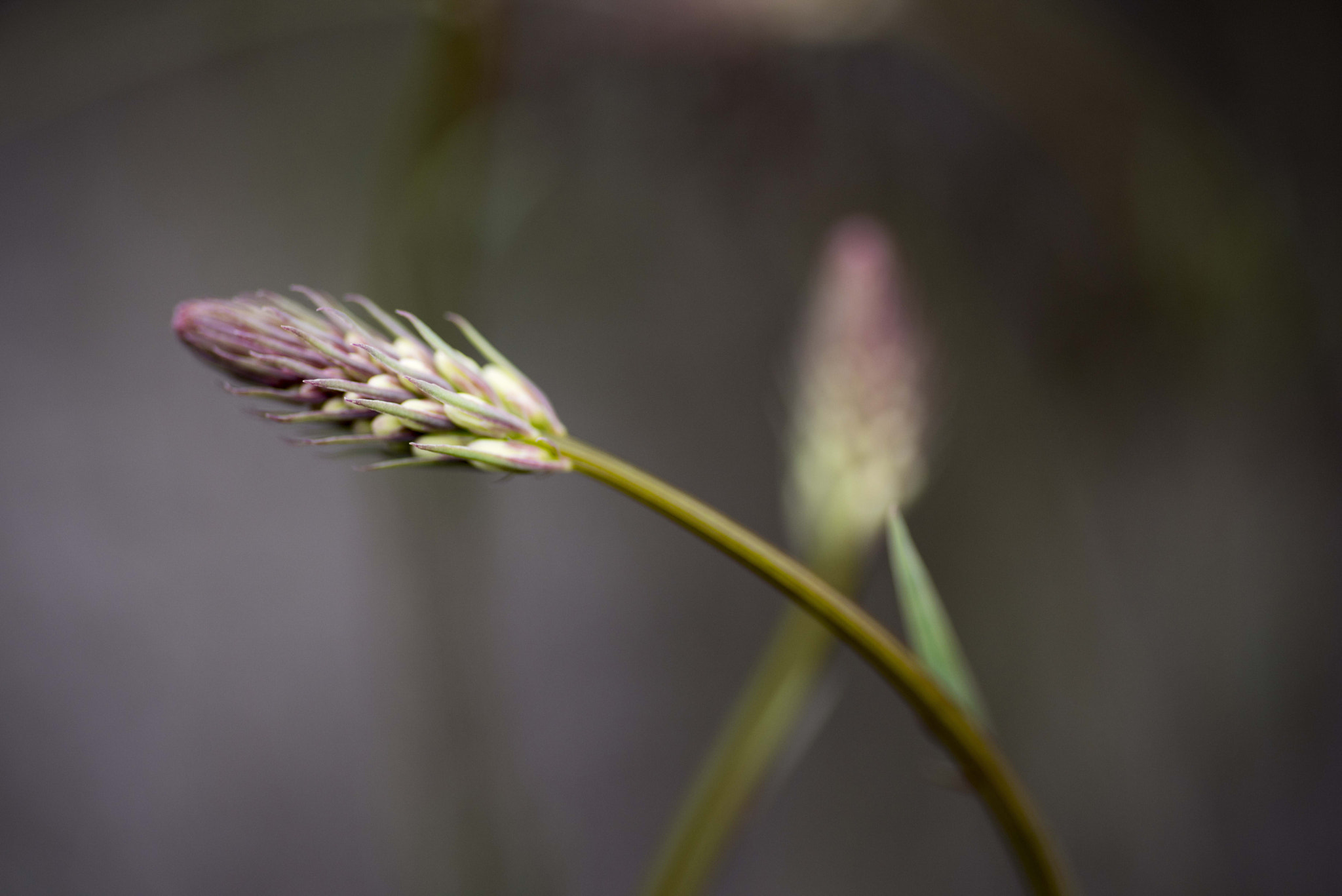 Nikon D810 sample photo. Unseen beauty of western australia photography