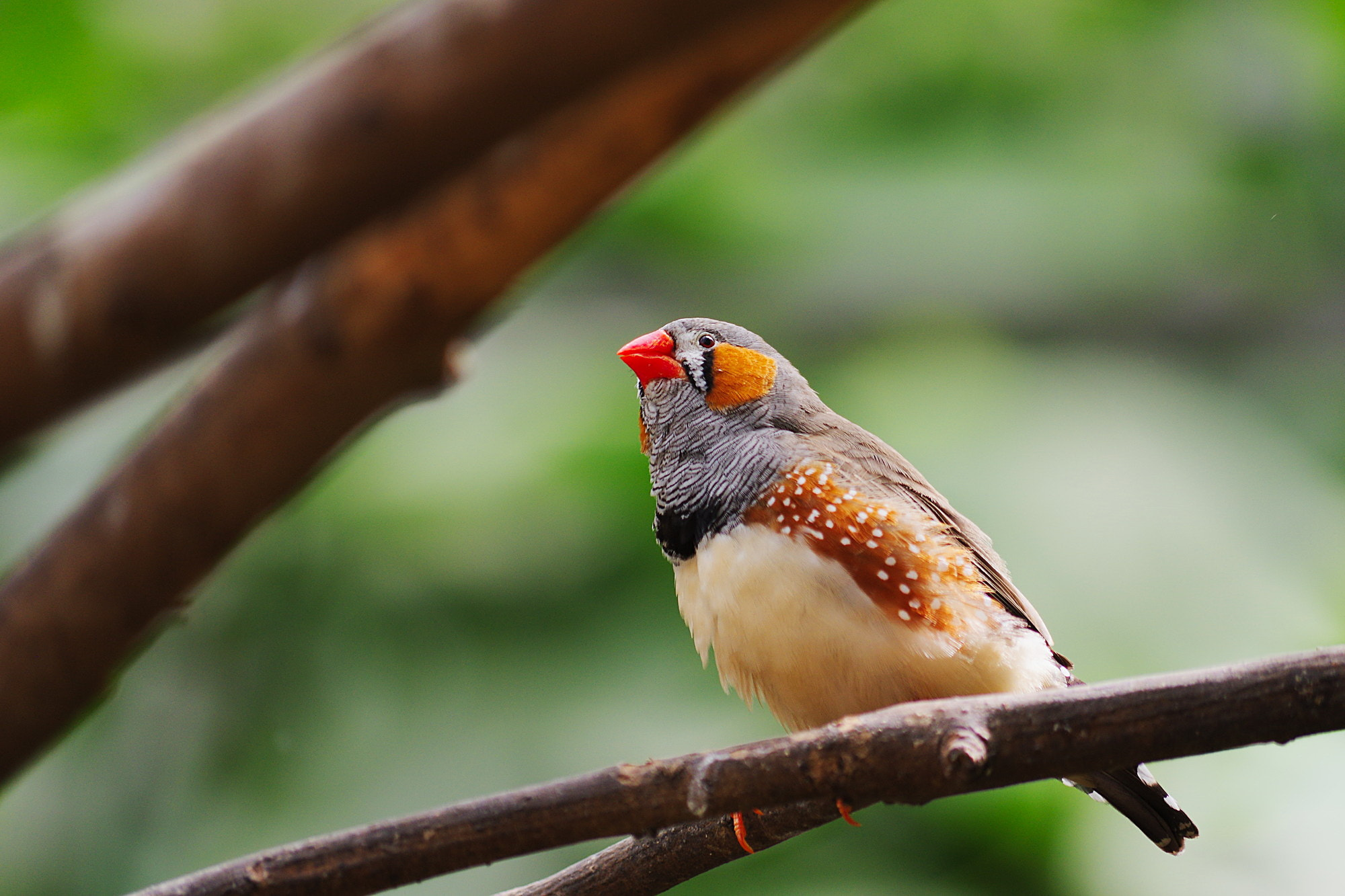 Pentax K-3 sample photo. Little finch photography