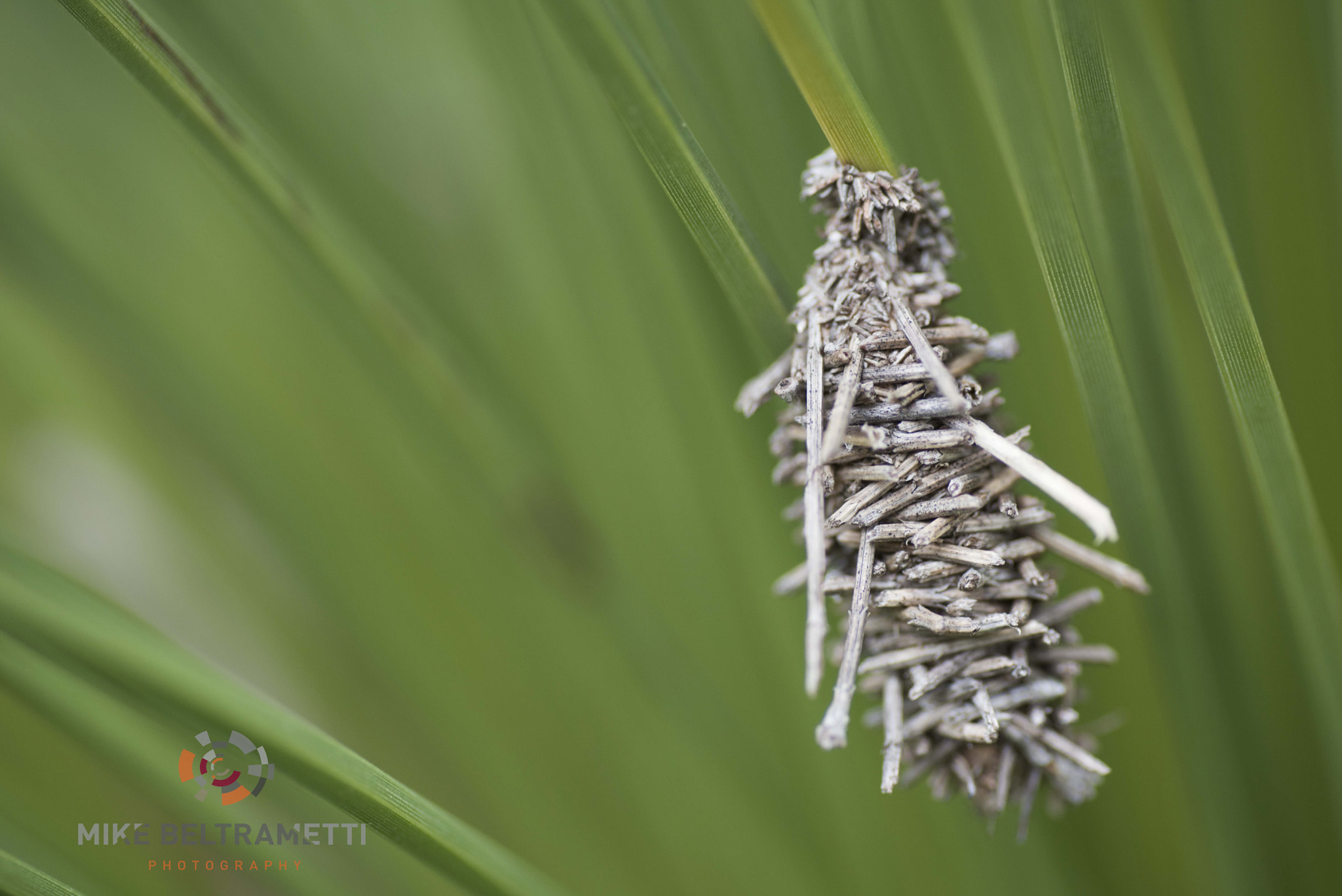 Nikon D810 sample photo. Unseen beauty of western australia photography
