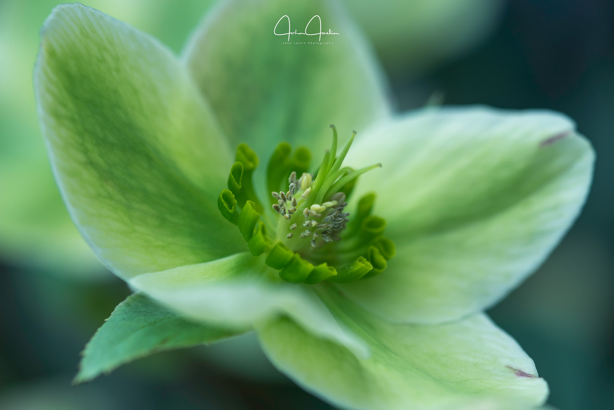 Sony a7 + Sony FE 90mm F2.8 Macro G OSS sample photo. Shades of green photography