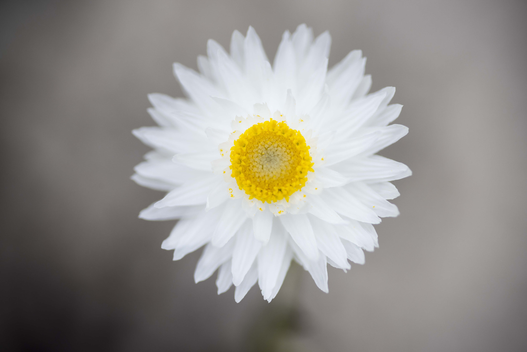 Nikon D810 sample photo. Unseen beauty of western australia photography