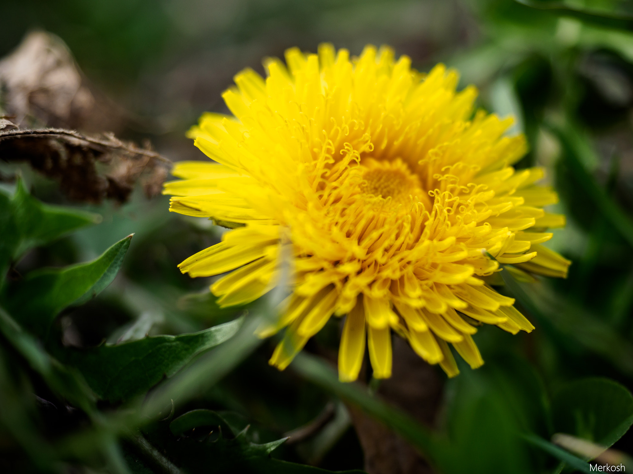 Olympus OM-D E-M1 Mark II + Olympus M.Zuiko Digital ED 12-40mm F2.8 Pro sample photo. Bright as the sun photography