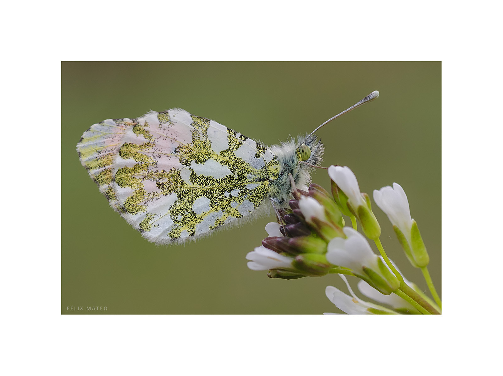 Canon EOS 40D + Tamron SP AF 90mm F2.8 Di Macro sample photo. Anthocharis cardamines photography