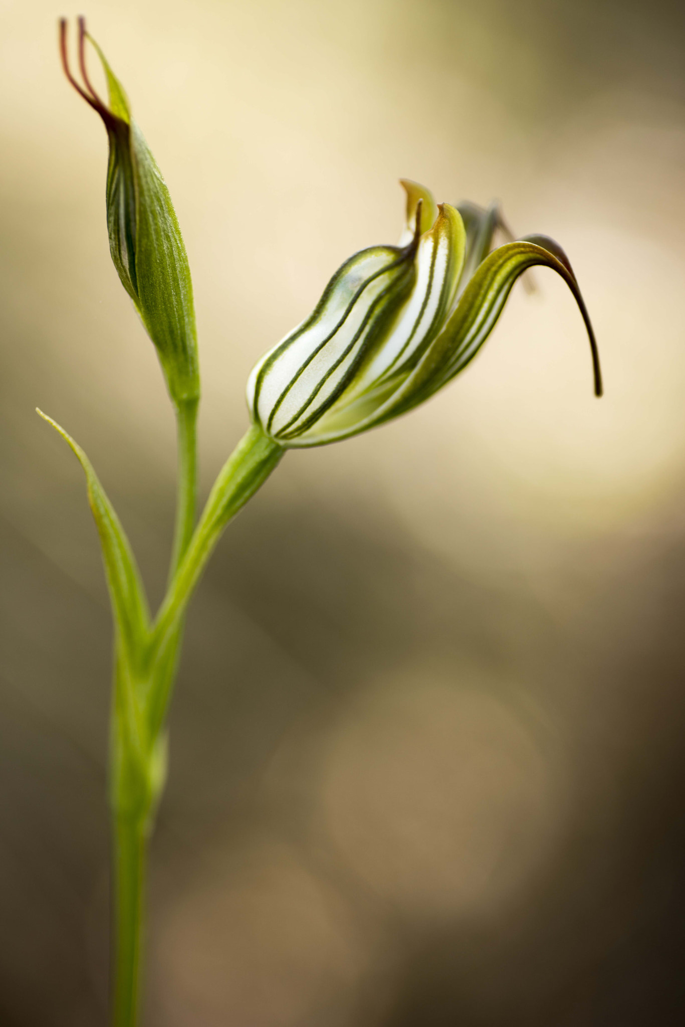 Nikon D810 sample photo. Unseen beauty of western australia photography