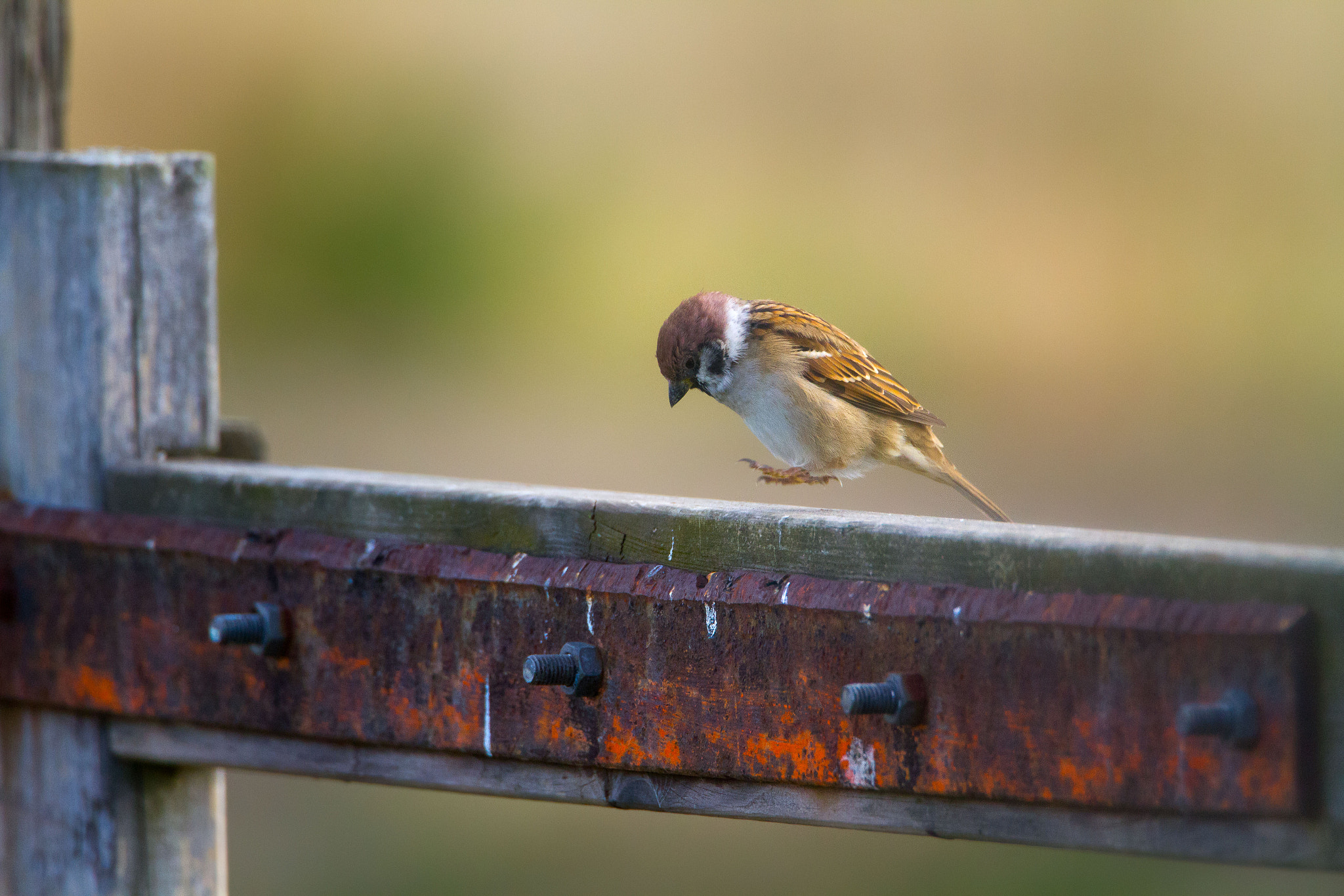 Canon EF 500mm F4L IS USM sample photo. Eurasian tree sparrow photography