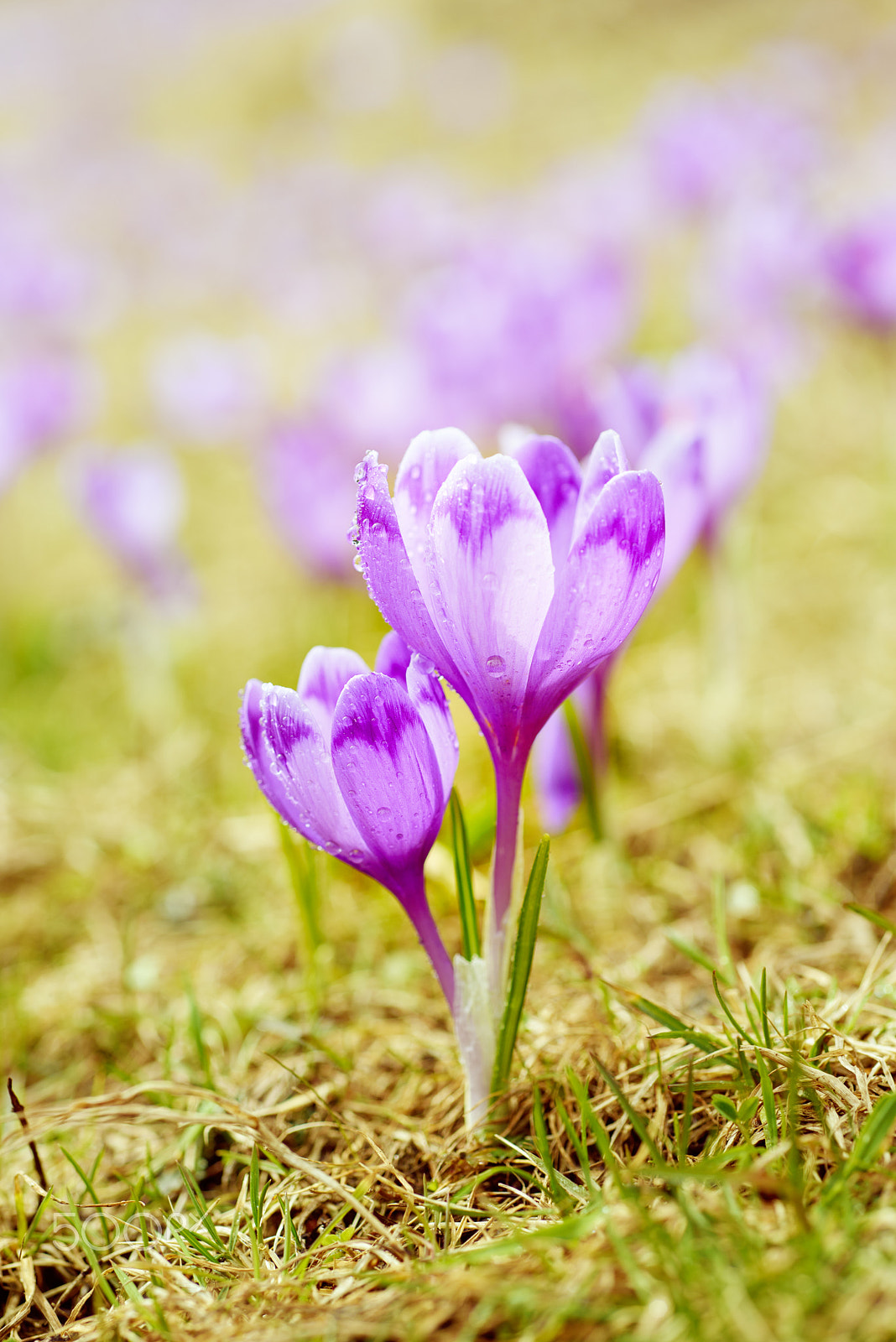 Nikon AF Micro-Nikkor 60mm F2.8D sample photo. Spring crocus flowers photography