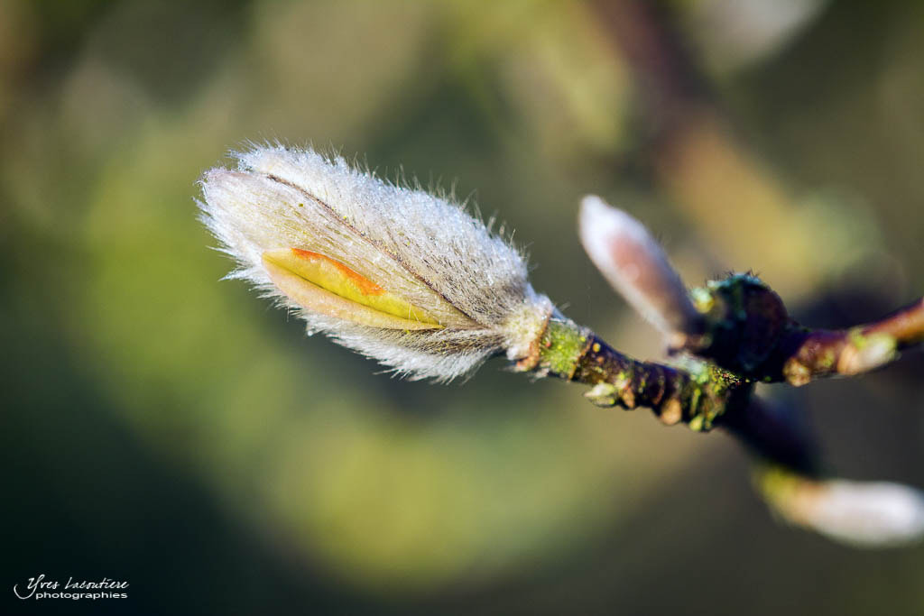 Nikon D7100 sample photo. Spring is here ! photography