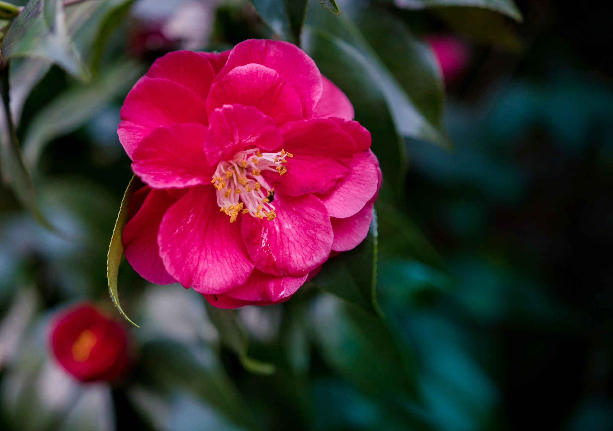 Sony a6300 sample photo. Pink camellia photography