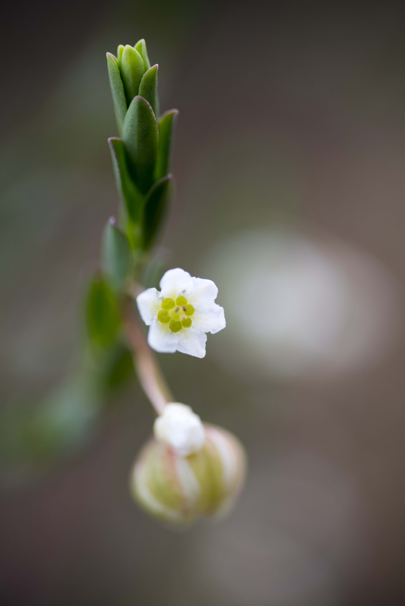 Nikon D810 sample photo. Unseen beauty of western australia photography