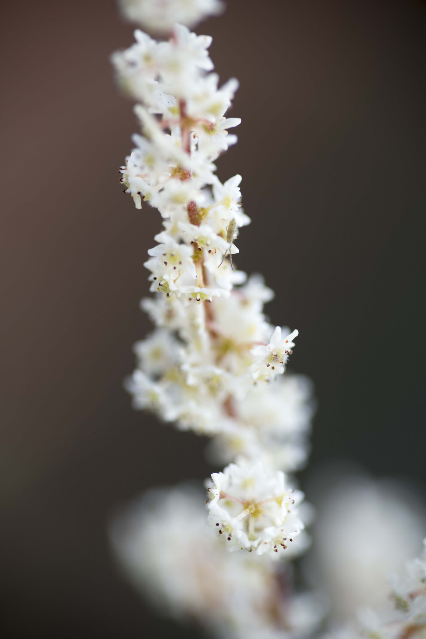 Nikon D810 sample photo. Unseen beauty of western australia photography