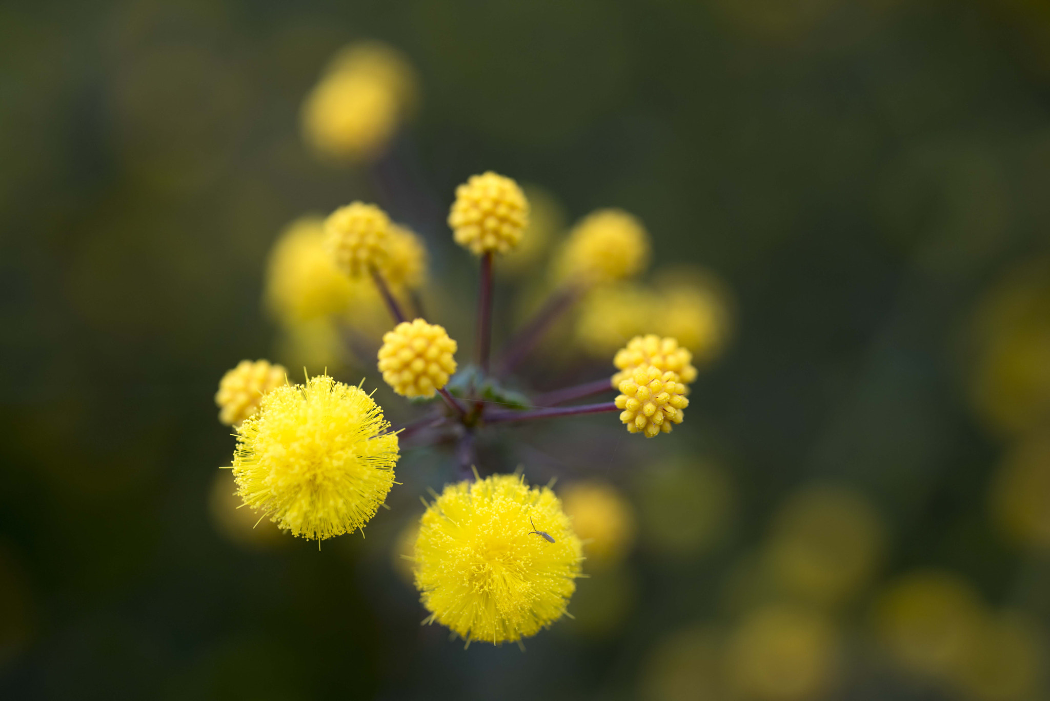 Nikon D810 sample photo. Unseen beauty of western australia photography