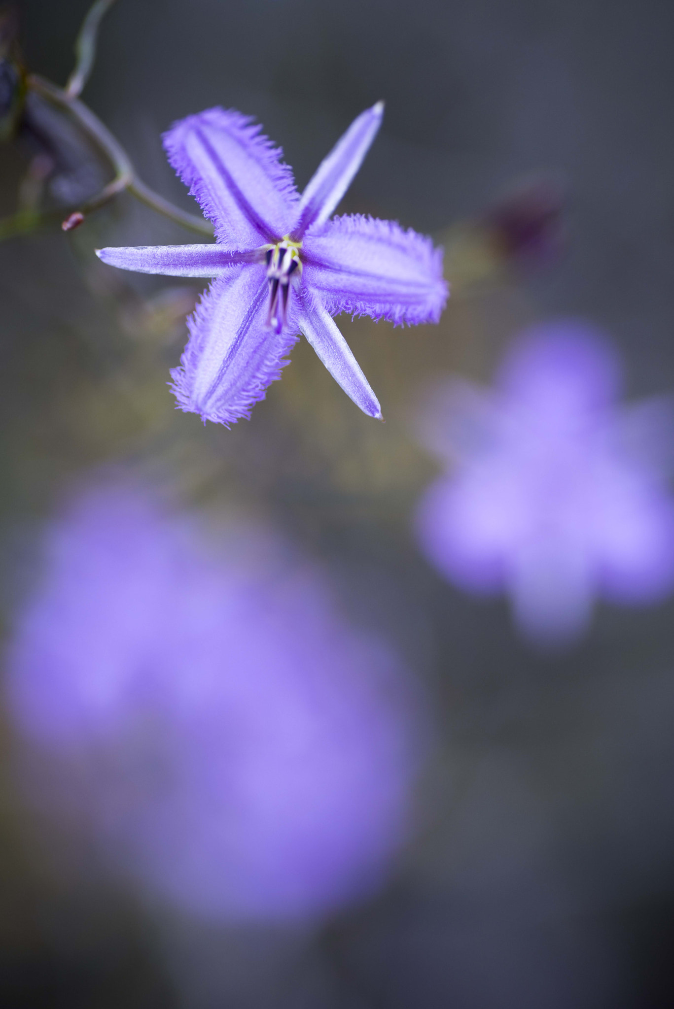 Nikon D810 sample photo. Unseen beauty of western australia photography