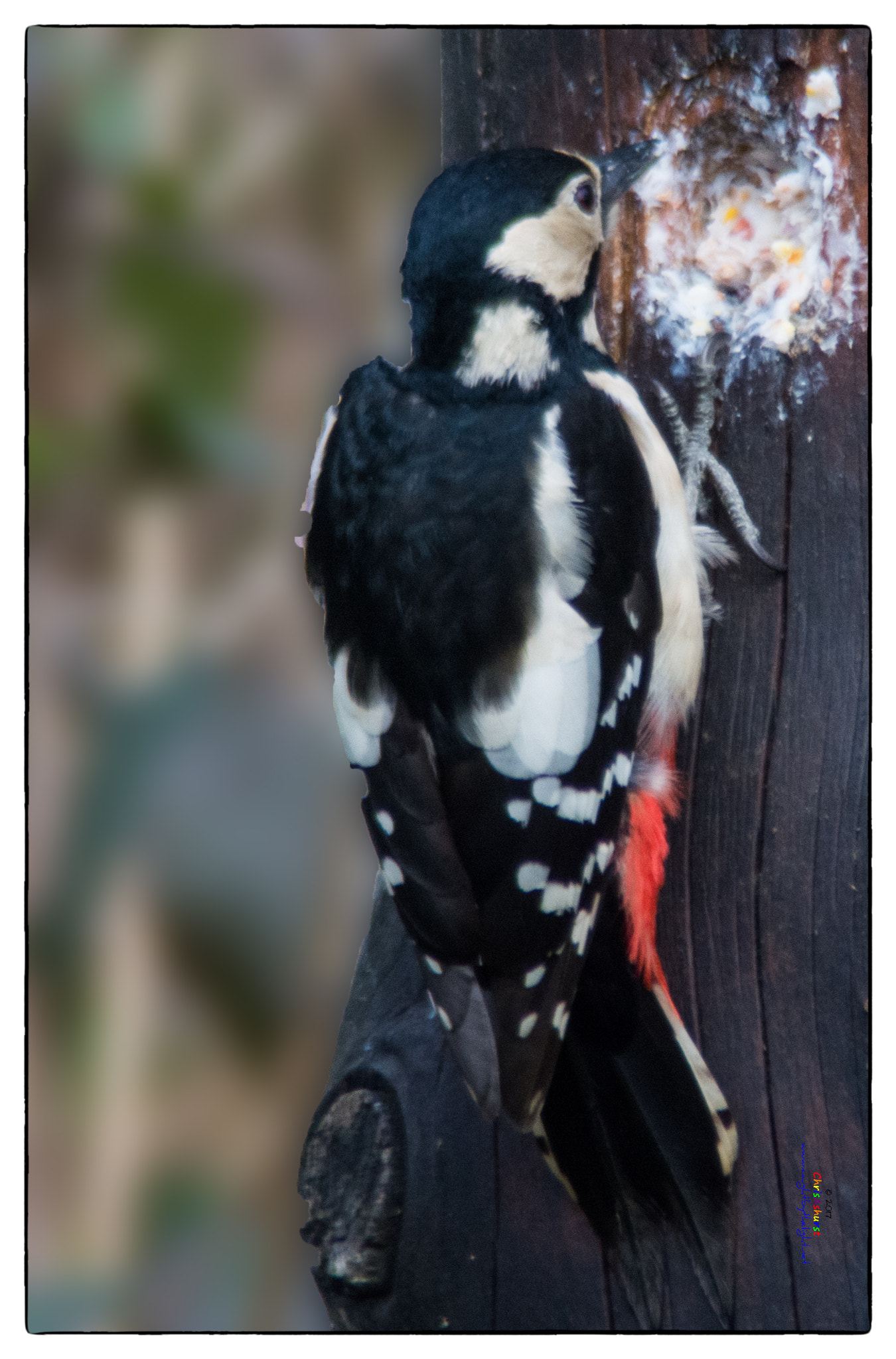 Nikon D7100 sample photo. Great spotted woodpecker (dendrocopos major) photography