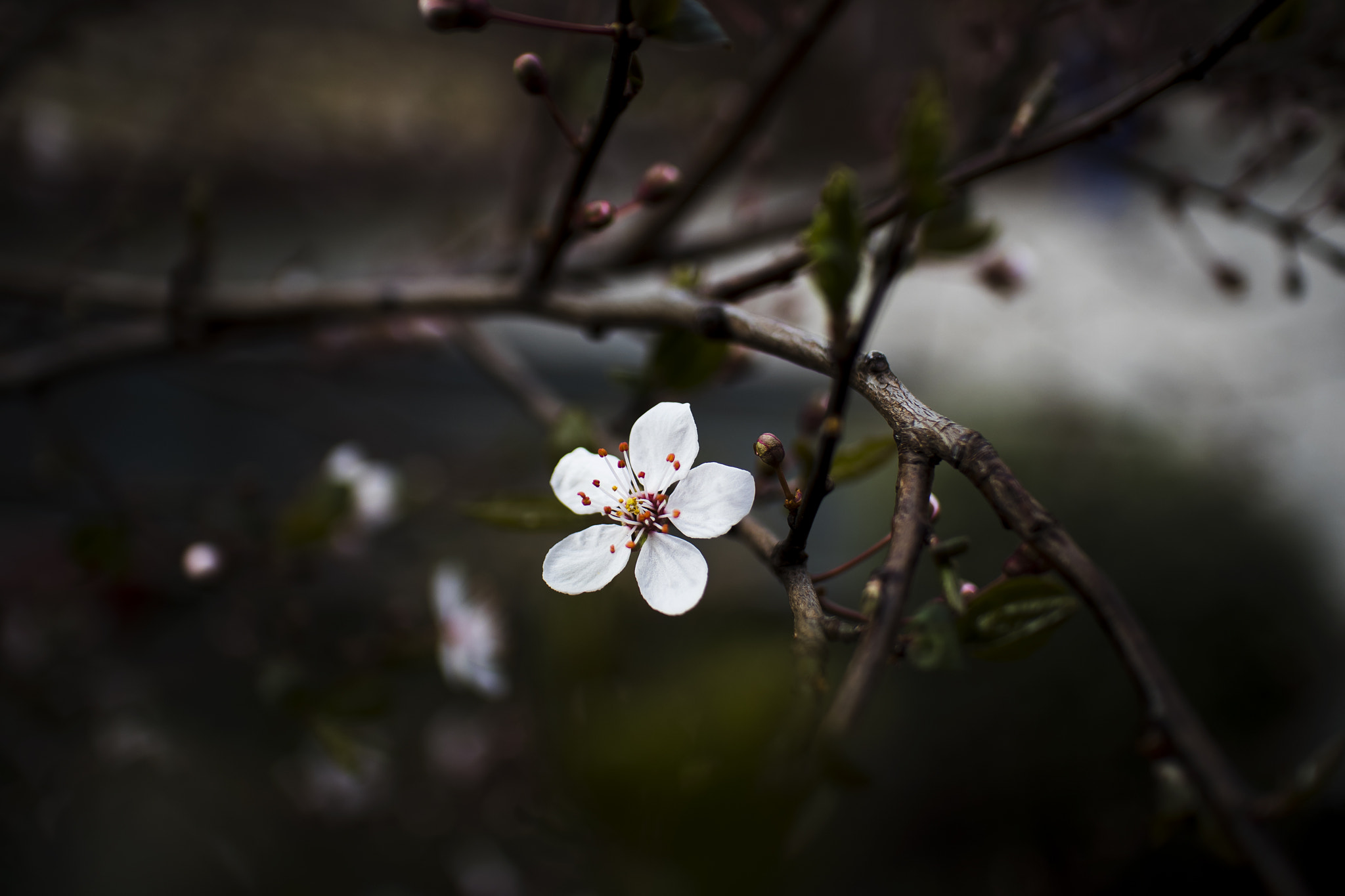 Canon EF-M 22mm F2 STM sample photo. Img photography