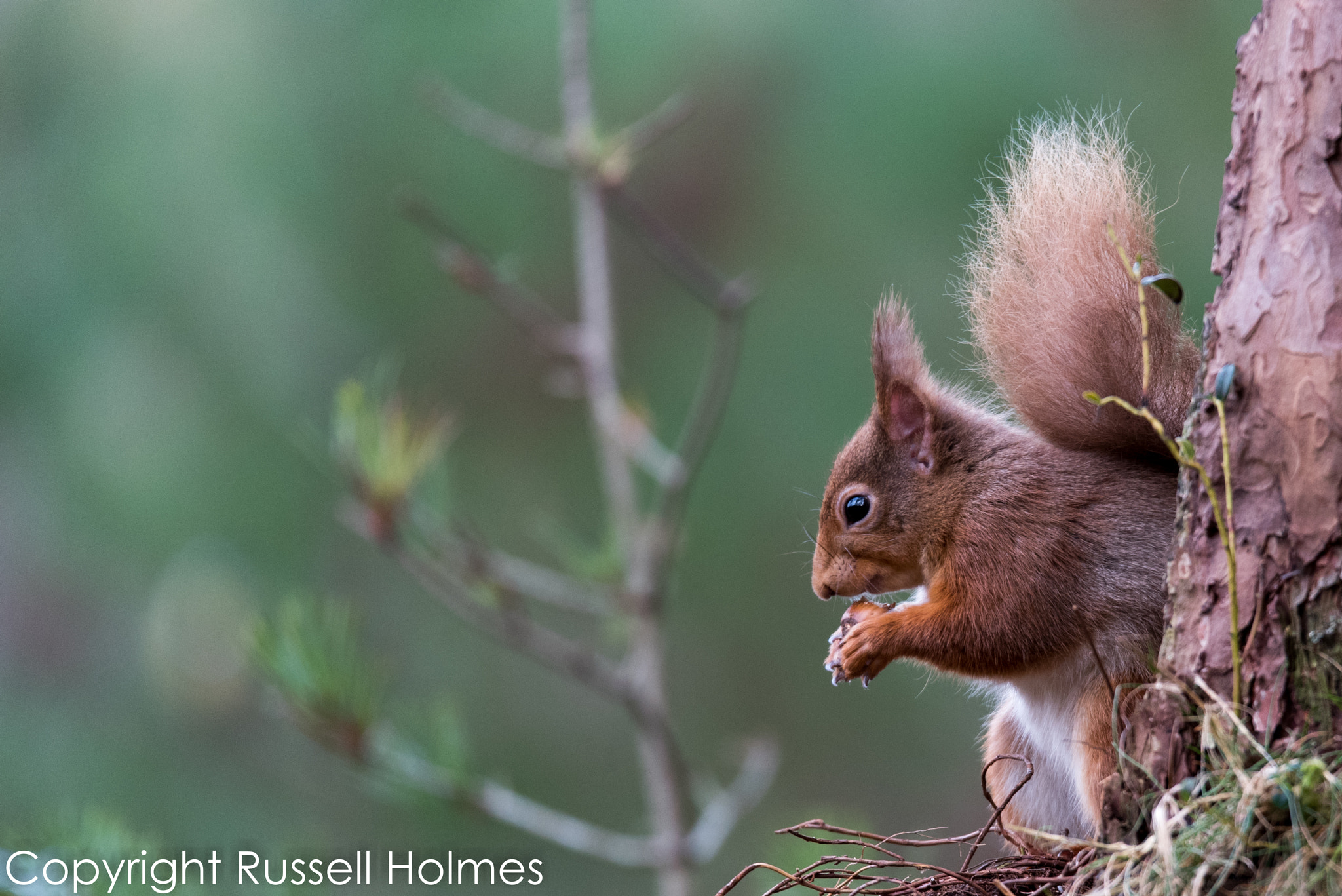 Nikon D750 + Sigma 150-600mm F5-6.3 DG OS HSM | S sample photo. Rmh photography