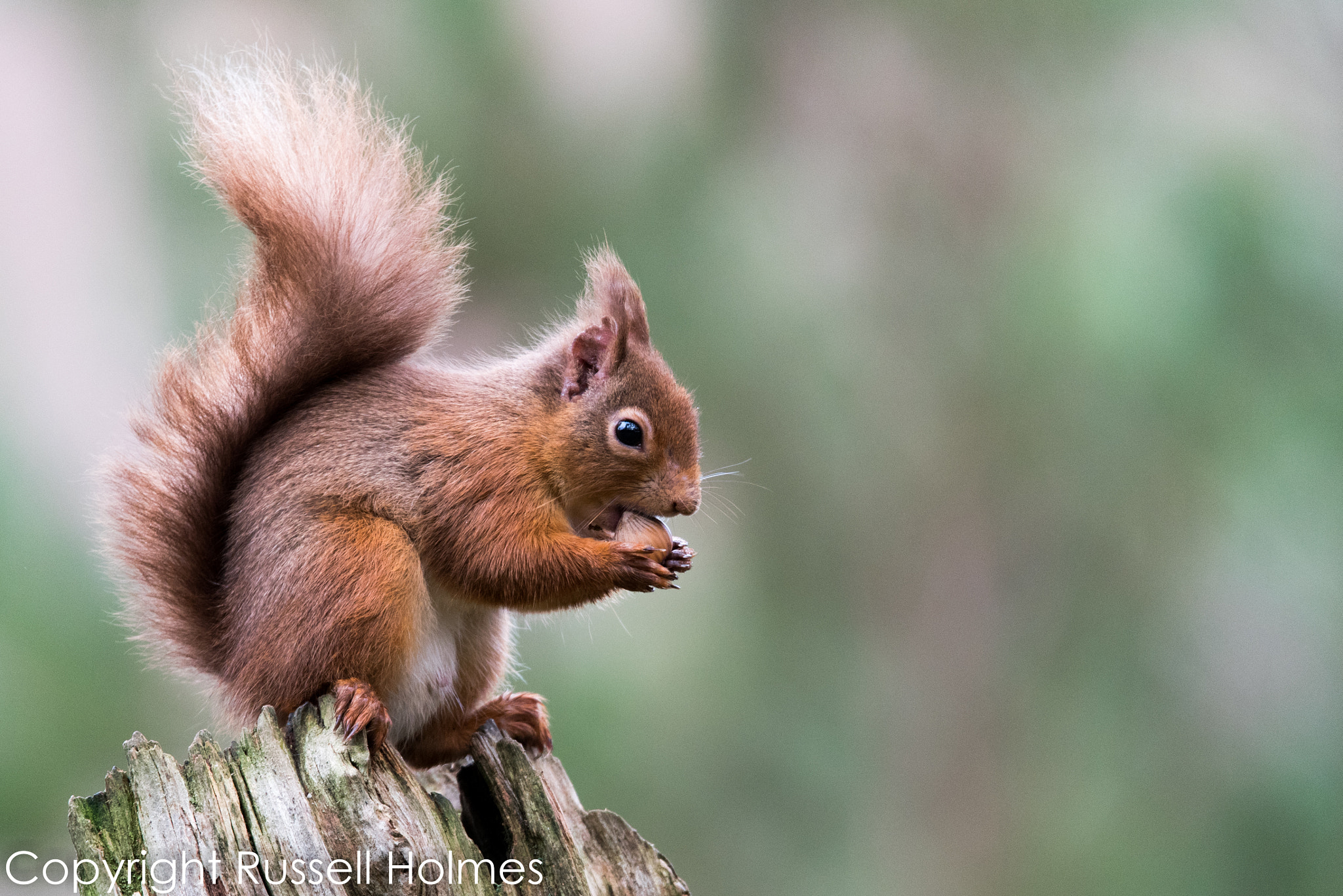 Sigma 150-600mm F5-6.3 DG OS HSM | S sample photo. Rmh photography