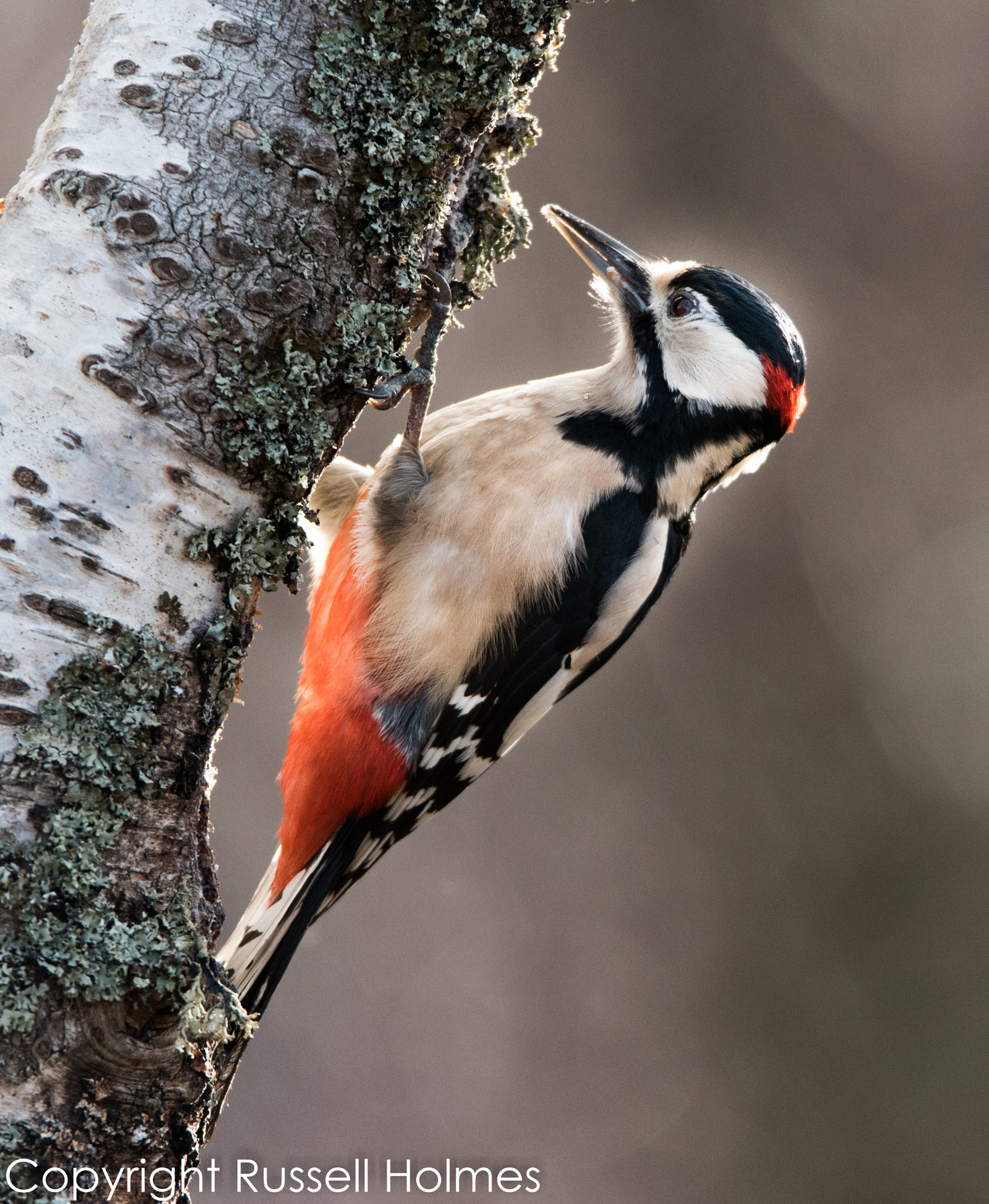 Sigma 150-600mm F5-6.3 DG OS HSM | S sample photo. Rmh photography