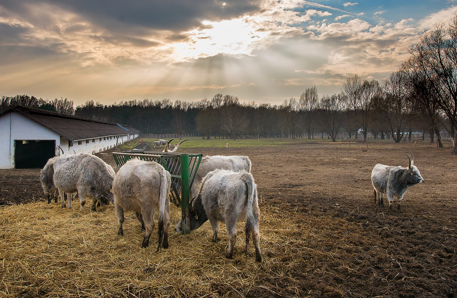 Nikon D610 sample photo. Hungarian grey cattle photography