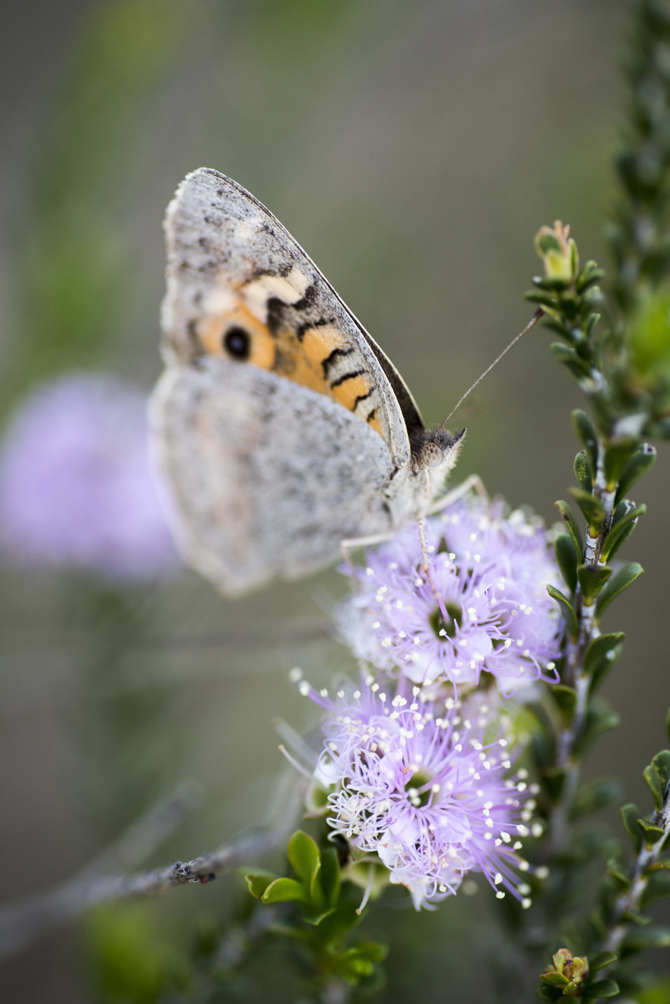 Nikon D810 sample photo. Unseen beauty of western australia photography