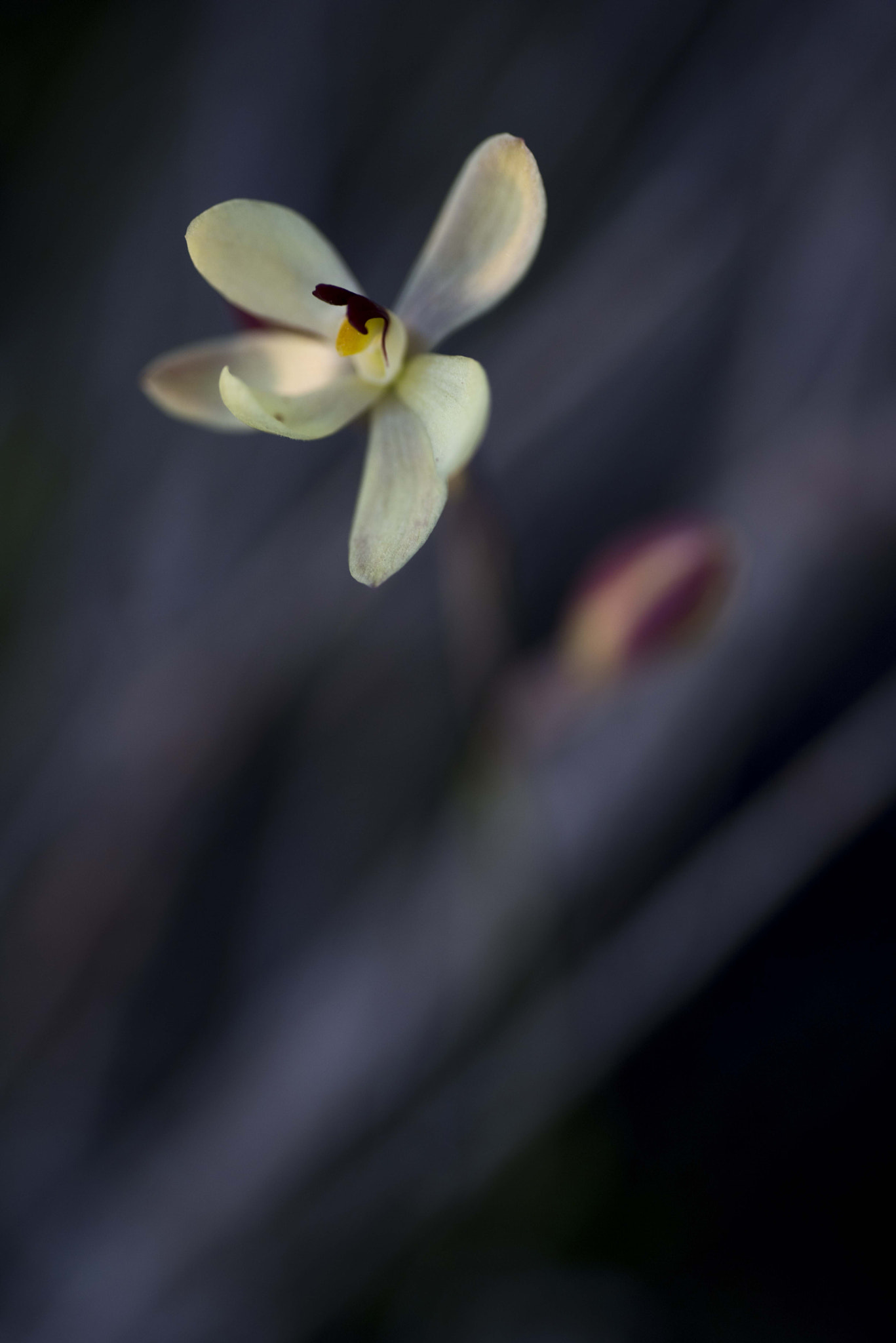 Nikon D810 sample photo. Unseen beauty of western australia photography