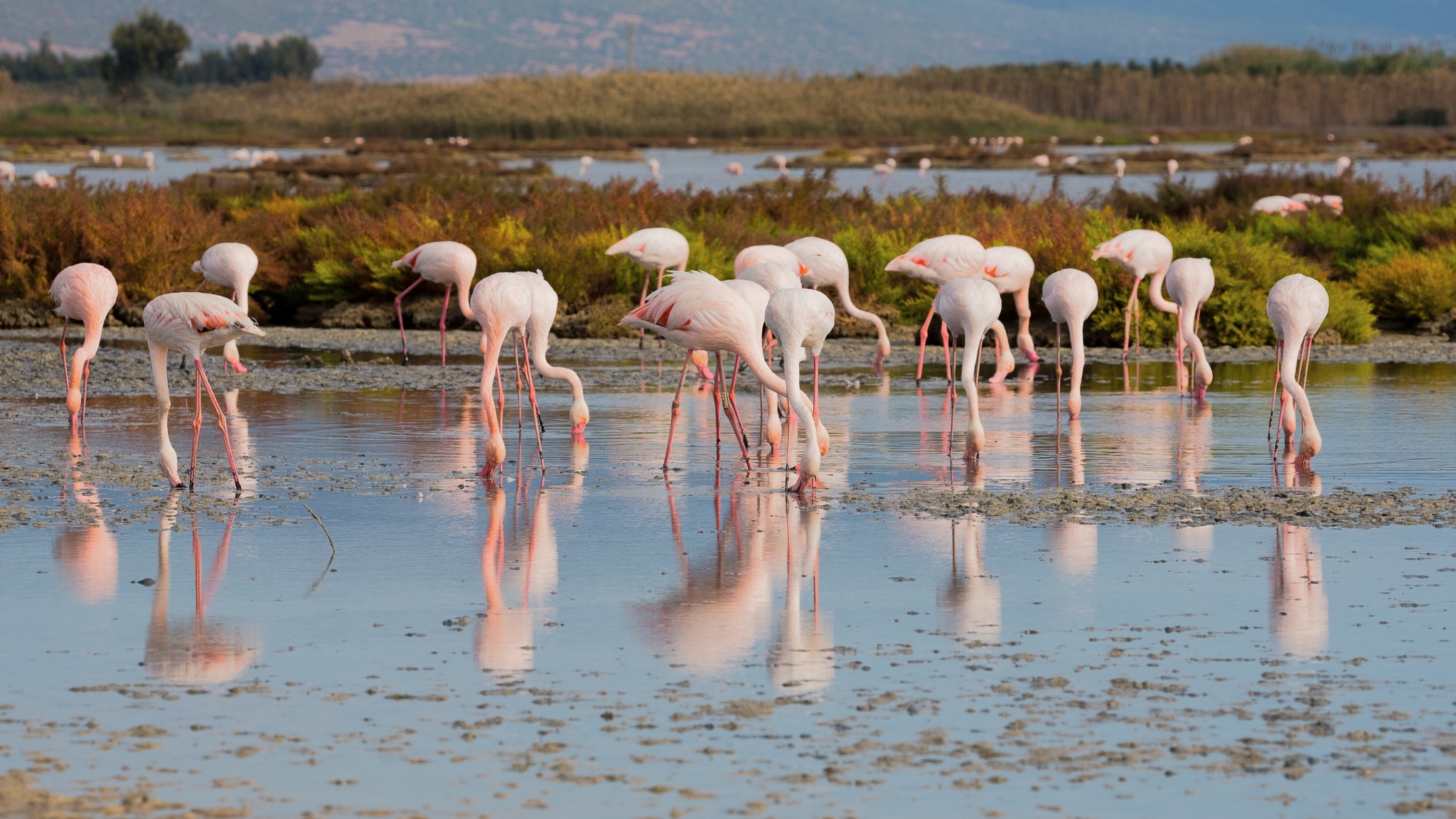 Nikon D750 sample photo. Flamingos sardegna photography