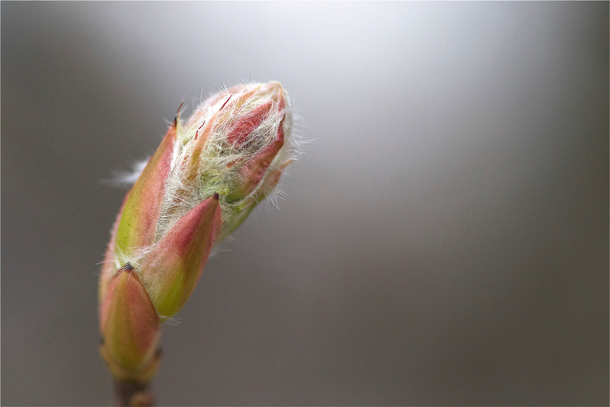 Tamron SP AF 90mm F2.8 Di Macro sample photo. Soon photography