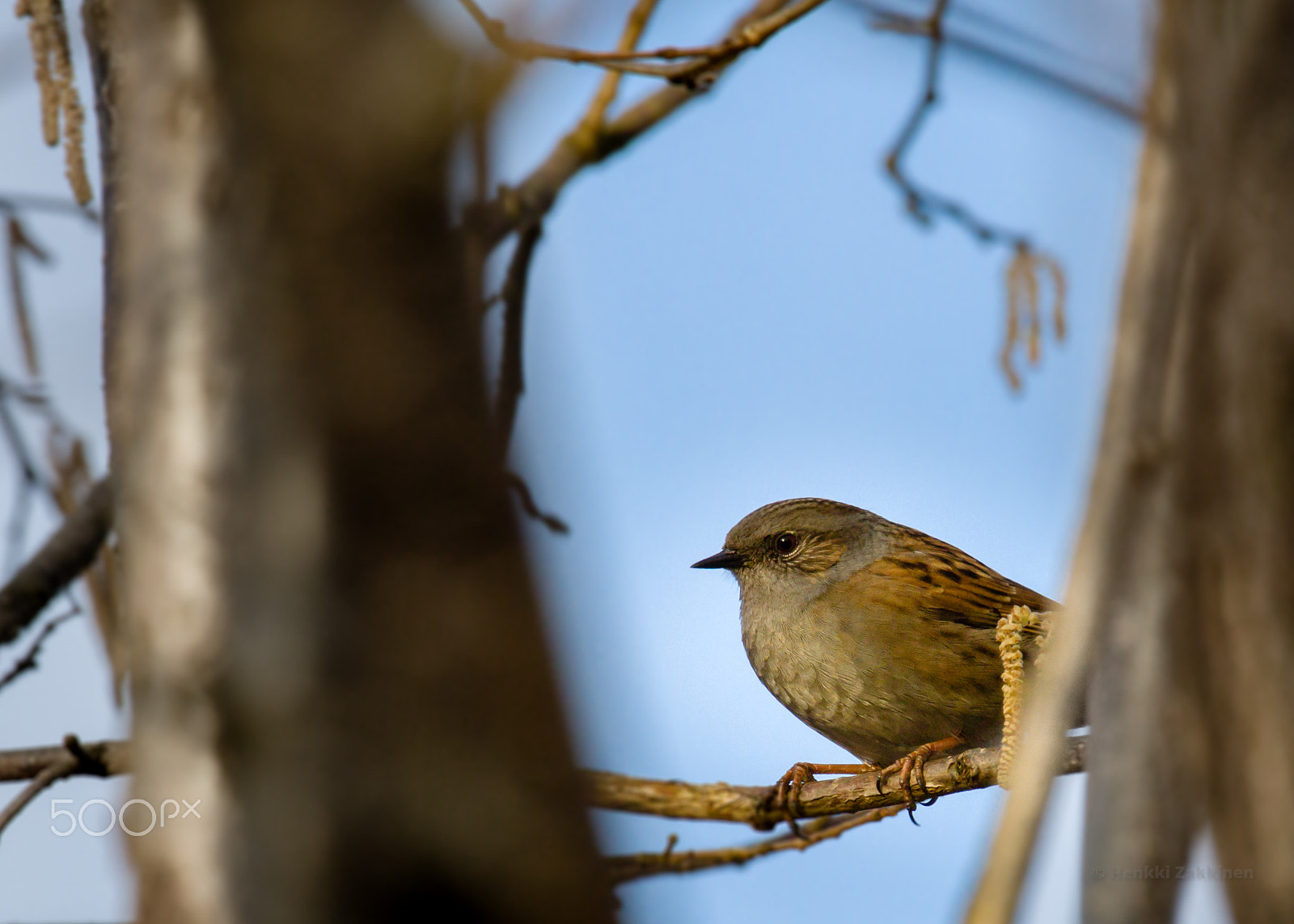 Canon EOS 7D + Canon EF 70-200mm F4L IS USM sample photo. Hiding photography