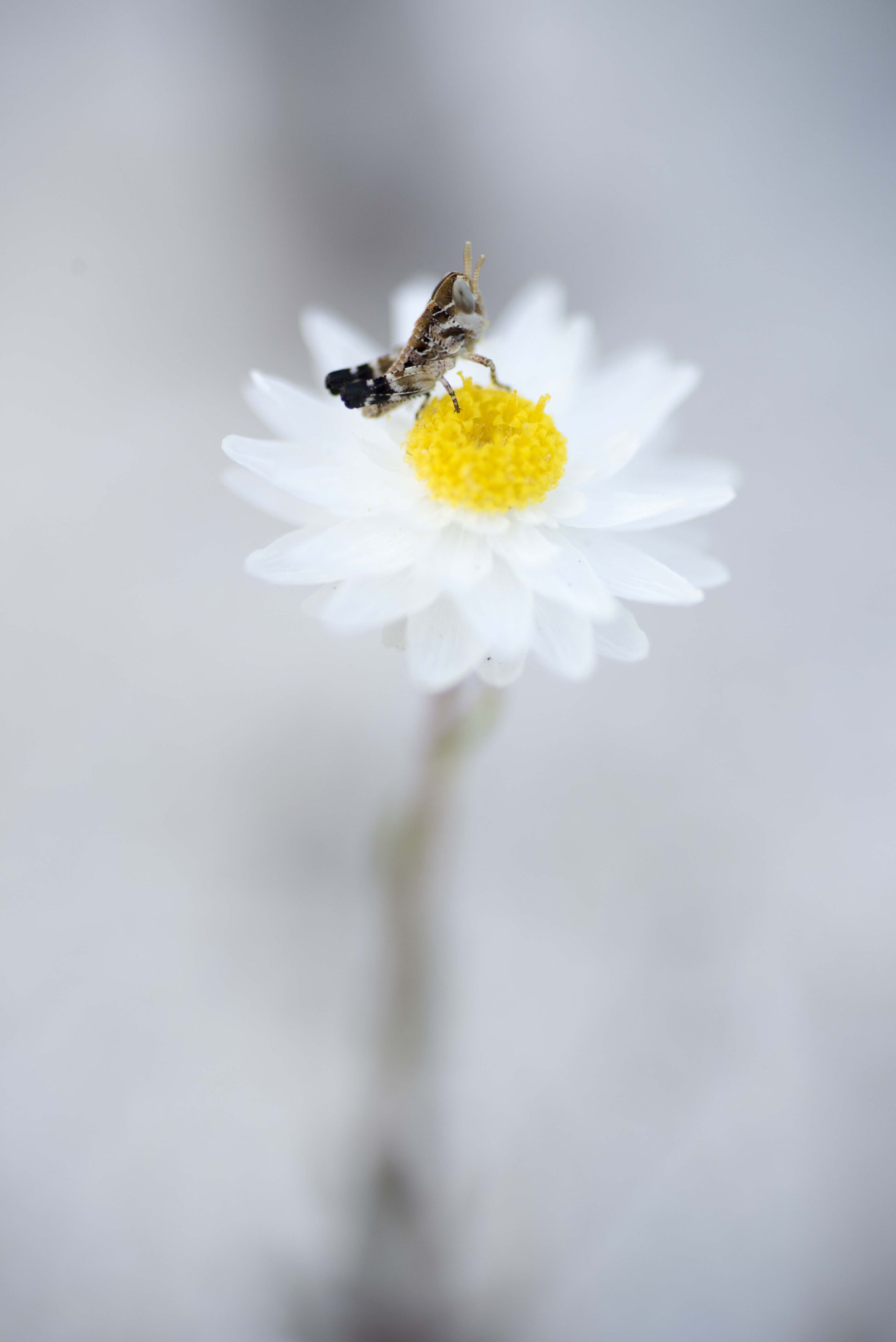 Nikon D810 sample photo. Unseen beauty of western australia photography