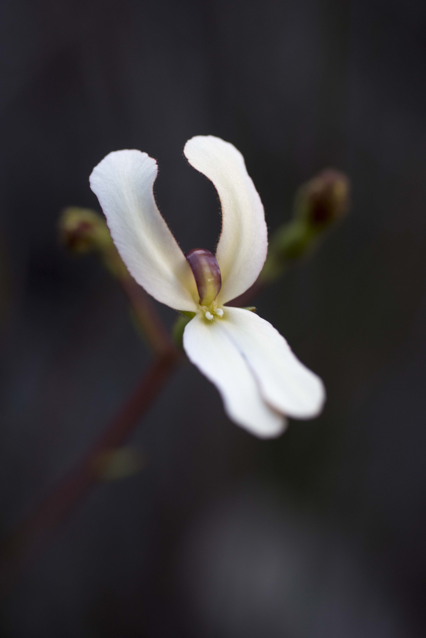 Nikon D810 sample photo. Unseen beauty of western australia photography