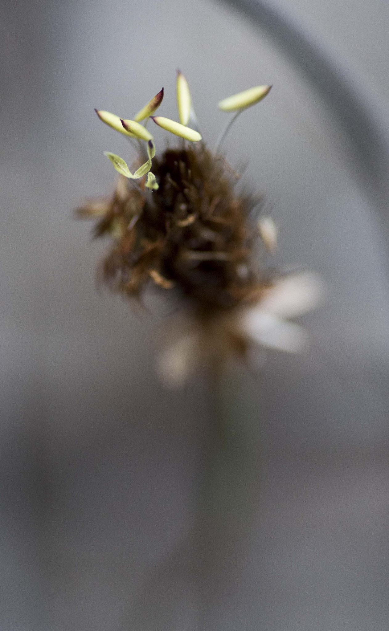 Nikon D810 sample photo. Unseen beauty of western australia photography