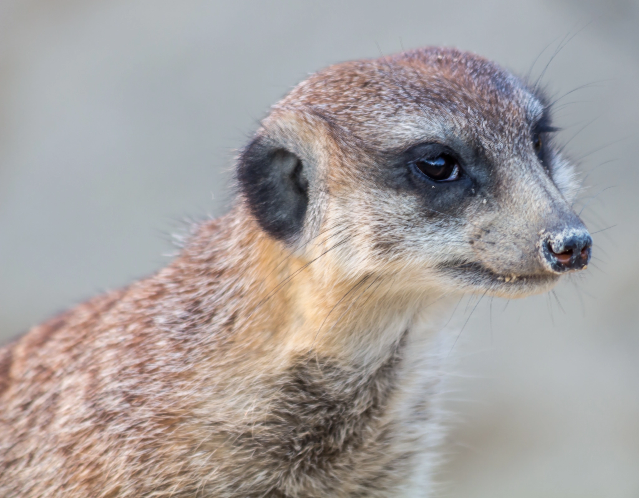 Canon EF 70-300mm F4-5.6 IS USM sample photo. Erdmännchen (suricata suricatta) photography