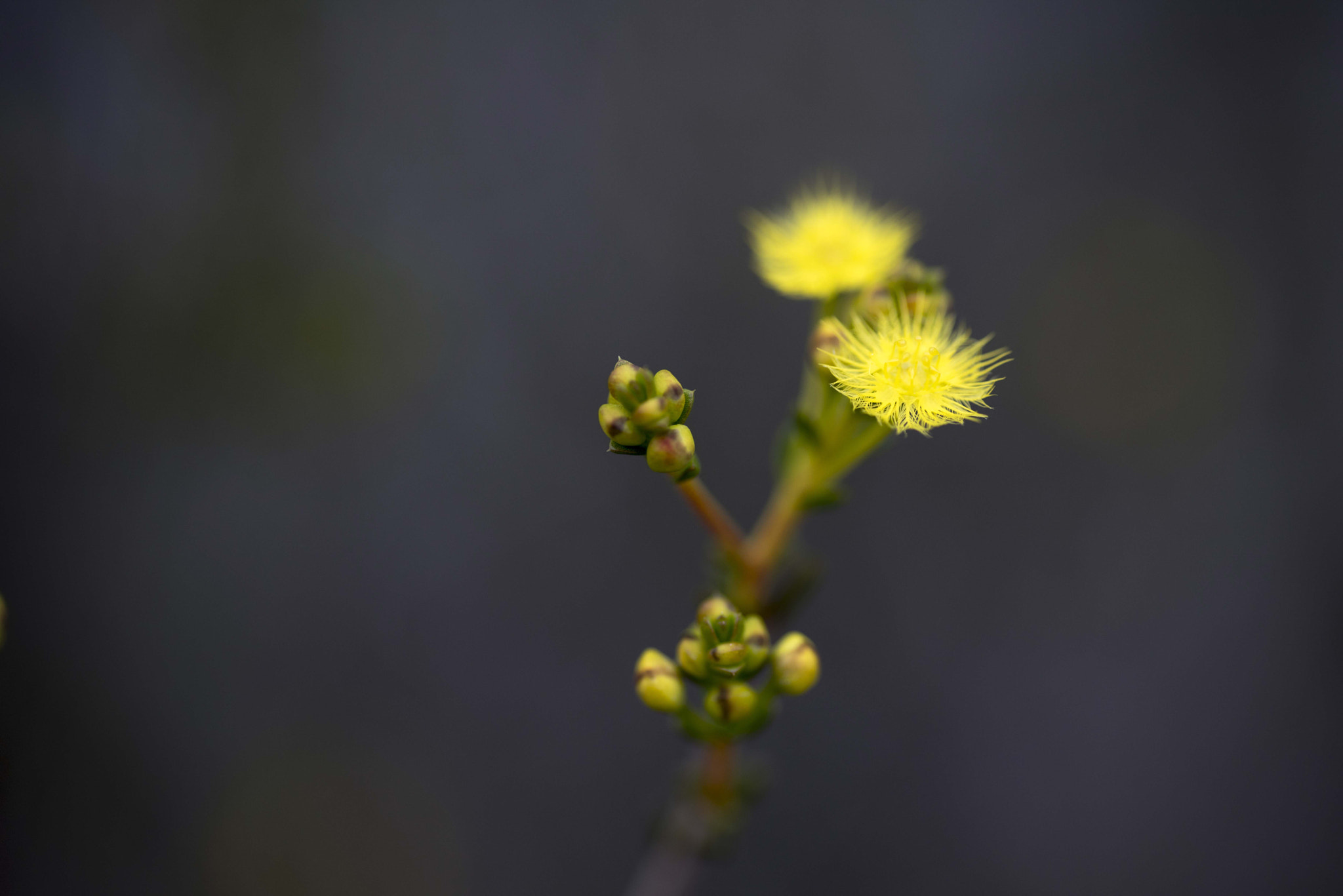 Nikon D810 sample photo. Unseen beauty of western australia photography