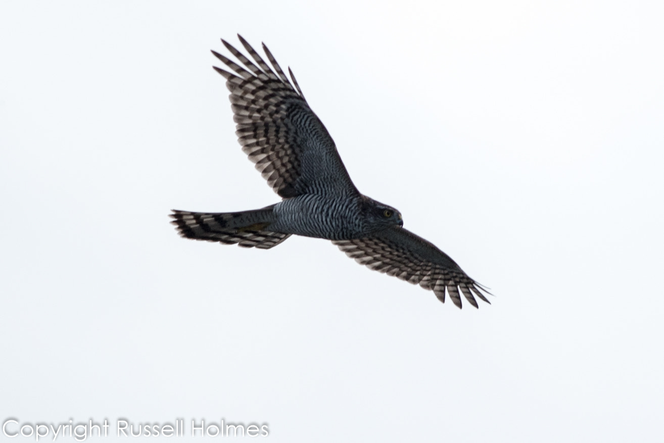 Nikon D750 + Sigma 300mm F2.8 APO EX DG HSM sample photo. Rmh photography