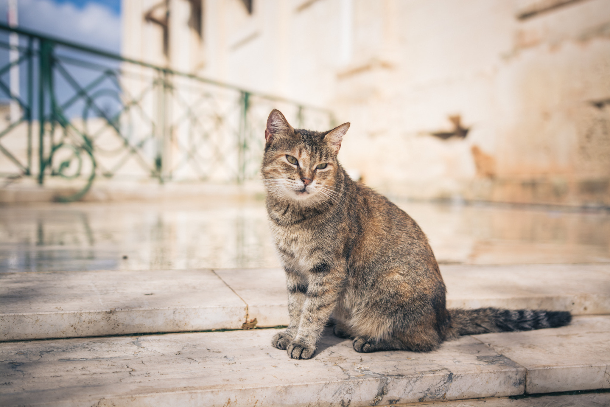 Nikon D5200 + Sigma 18-35mm F1.8 DC HSM Art sample photo. Katze auf malta photography