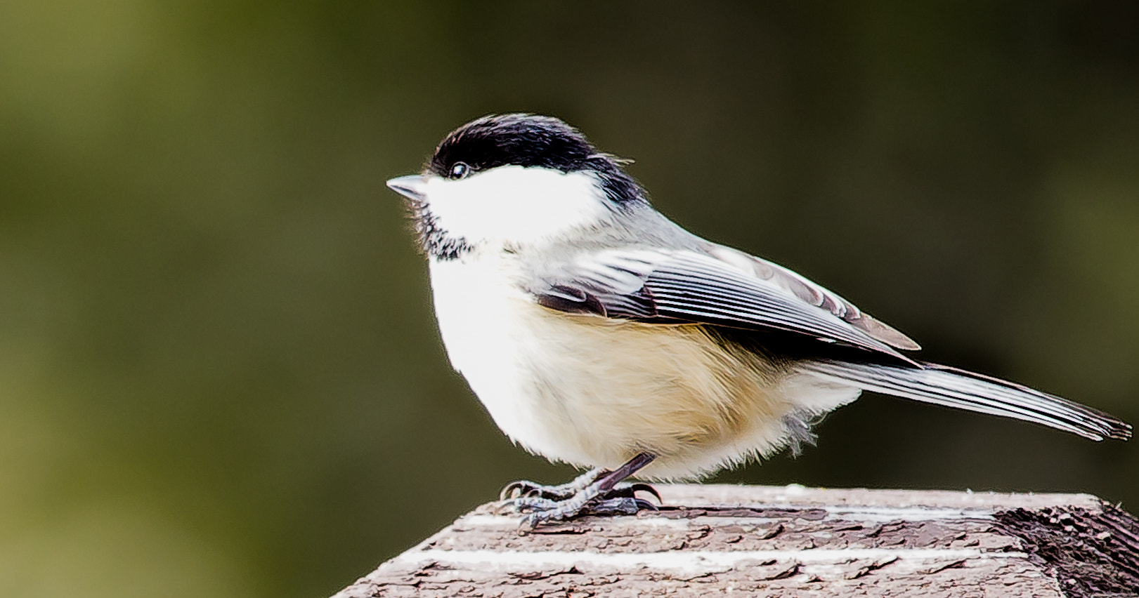 Canon EF-S 55-250mm F4-5.6 IS STM sample photo. Bird photography