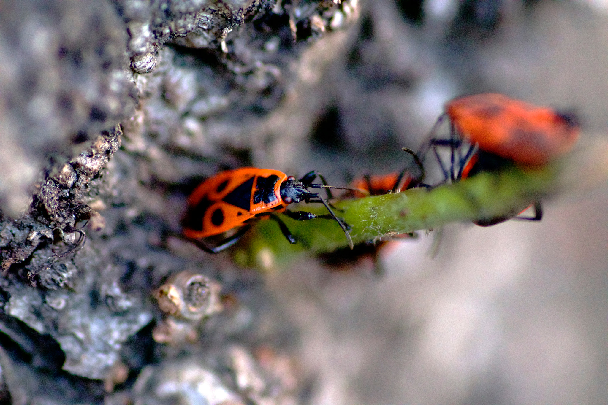 Canon EOS 80D + Tamron SP AF 90mm F2.8 Di Macro sample photo. Fire bug photography