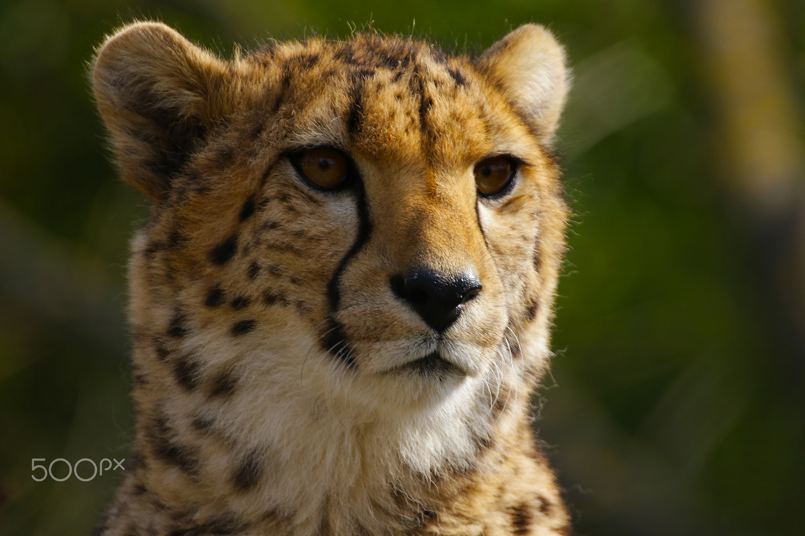 150-600mm F5-6.3 DG OS HSM | Contemporary 015 sample photo. Gepard 2 photography