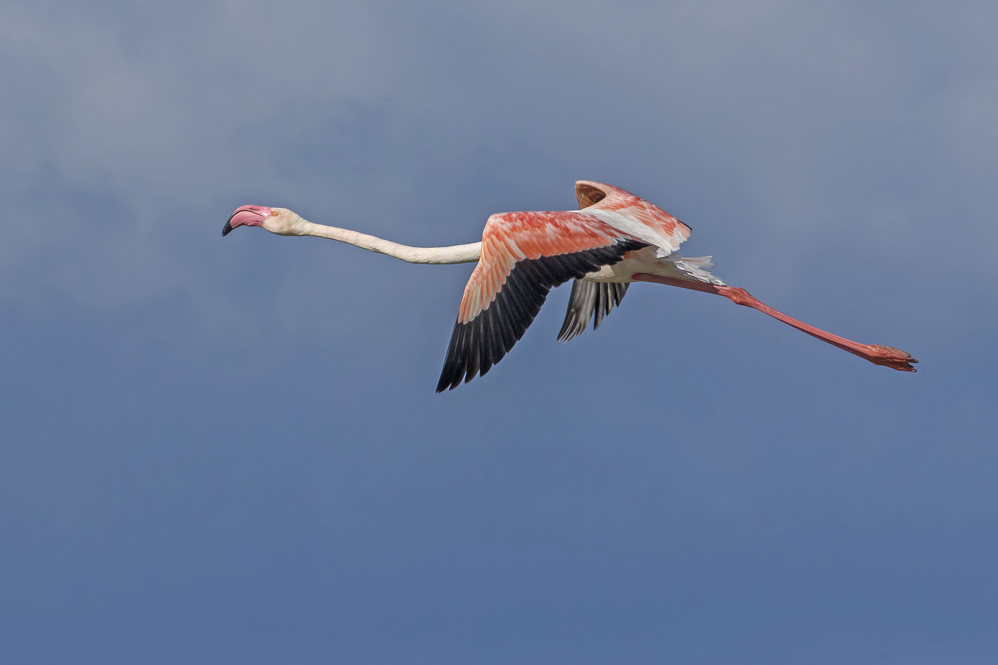 Canon EF 400mm F5.6L USM sample photo. Great picture photography