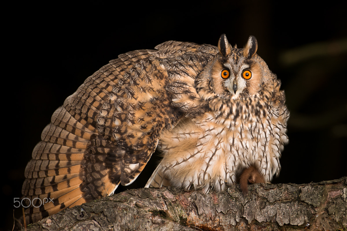 Nikon D800E + Nikon AF-S Nikkor 300mm F2.8G ED-IF VR sample photo. Eared owl photography