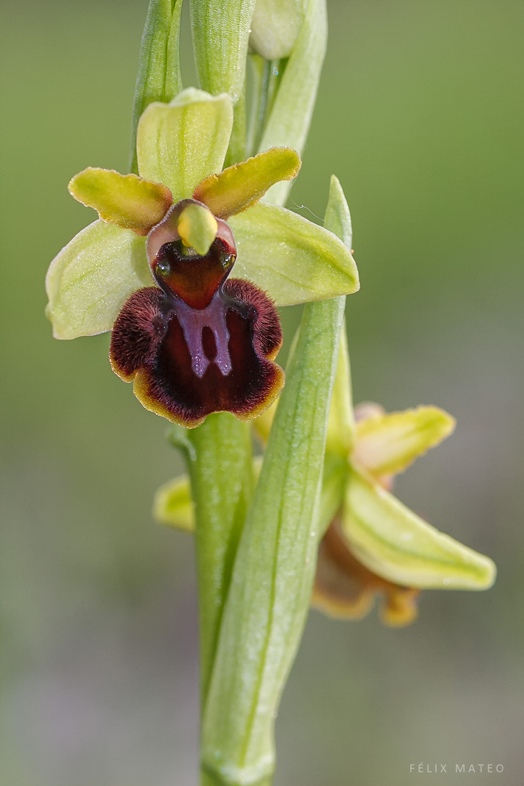 Canon EOS 40D + Tamron SP AF 90mm F2.8 Di Macro sample photo. Ophrys sphegodes subsp. passionis photography