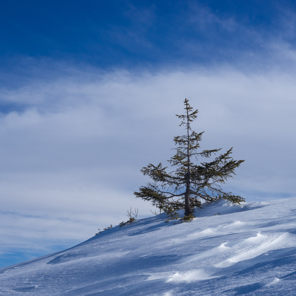 Sony a7 + E 50mm F2 sample photo. Alone in the snow photography