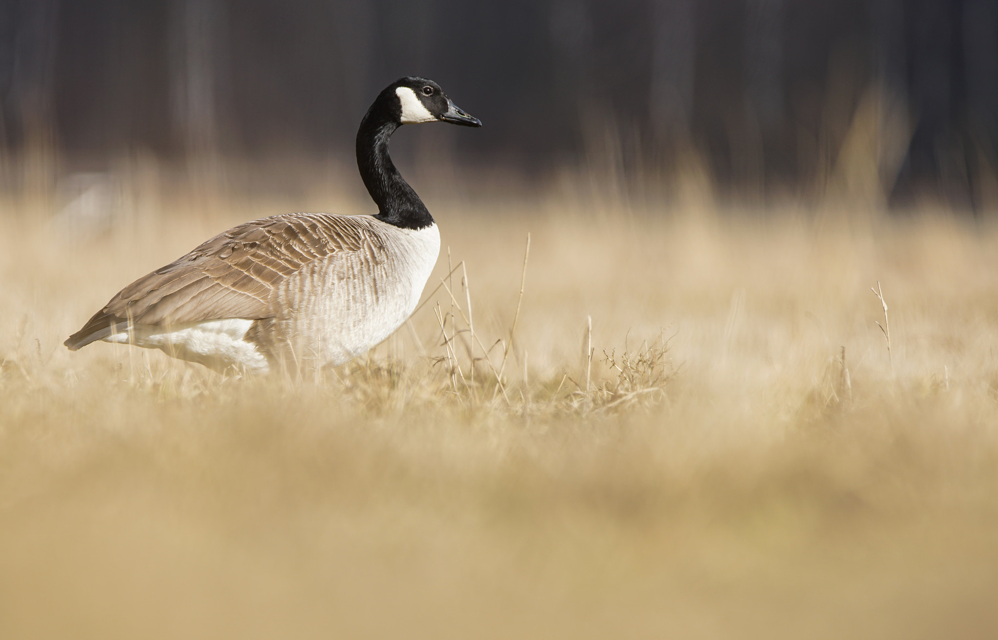 Sony a7R II sample photo. Canada goose photography