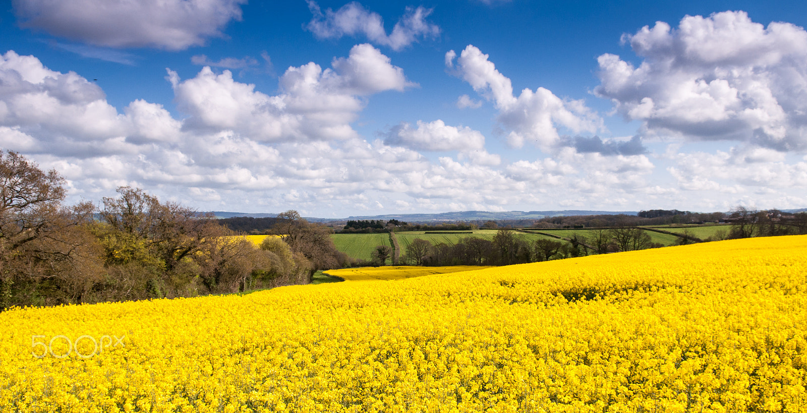 Nikon D90 + Nikon AF-S DX Nikkor 17-55mm F2.8G ED-IF sample photo. Oilseed rape fields in the blackmore vale photography