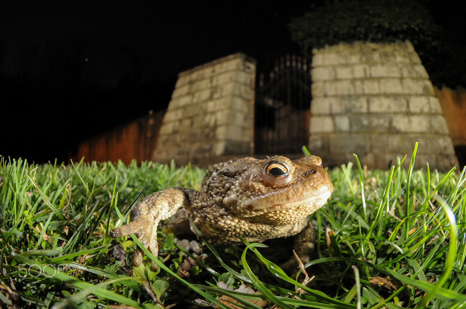 Nikon D300 + Nikon AF DX Fisheye-Nikkor 10.5mm F2.8G ED sample photo. Bufo bufo photography