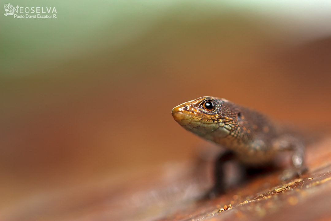 Canon EF 100mm F2.8L Macro IS USM sample photo. Neoselva_western_copper_lizard_alopoglossus_festae photography