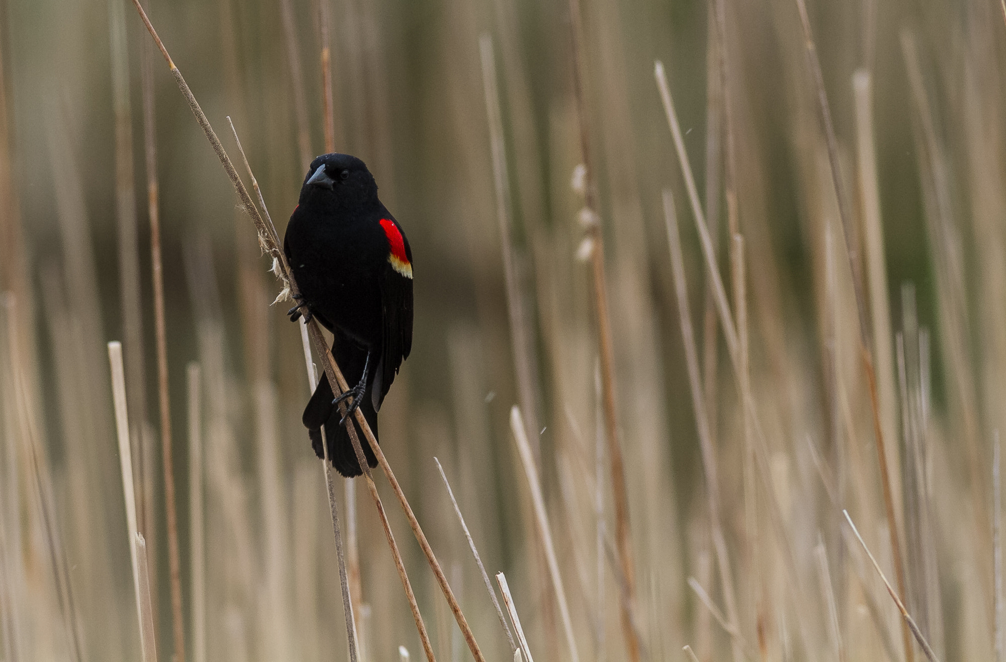 Canon EOS 7D + Canon EF 400mm F5.6L USM sample photo. Red wing perched photography