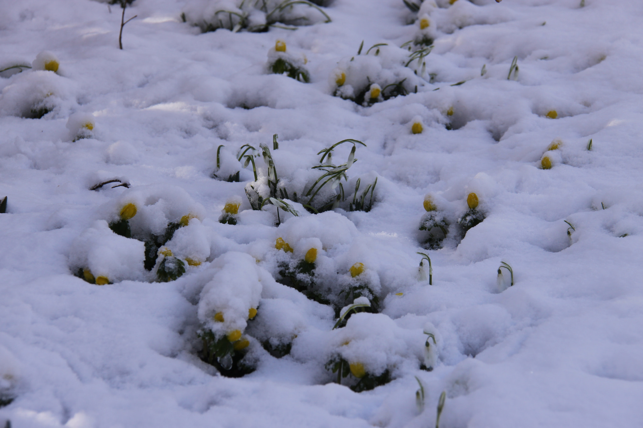 Canon EF-S 18-200mm F3.5-5.6 IS sample photo. Winter aconite photography